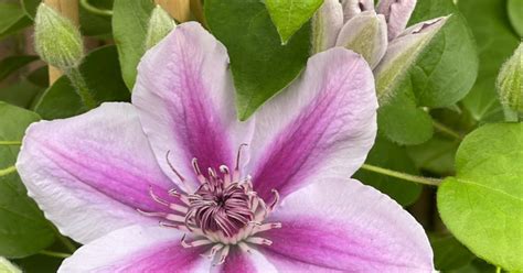 Clematis Triomphe ('Evipo117') (Boulevard Series) .